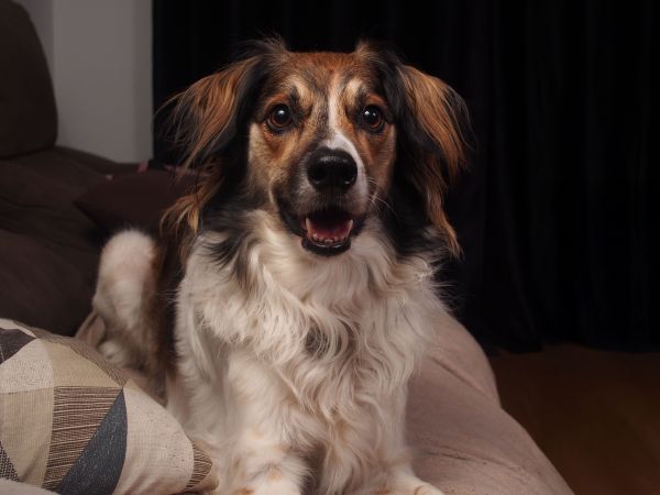 Come introdurre il tuo nuovo cane alla tua casa e famiglia?