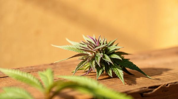 Die besten CBD-Blüten für höchste Genussqualität entdecken