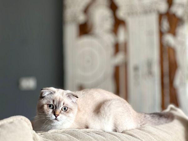 Quali razze di gatti si adattano meglio agli appartamenti?