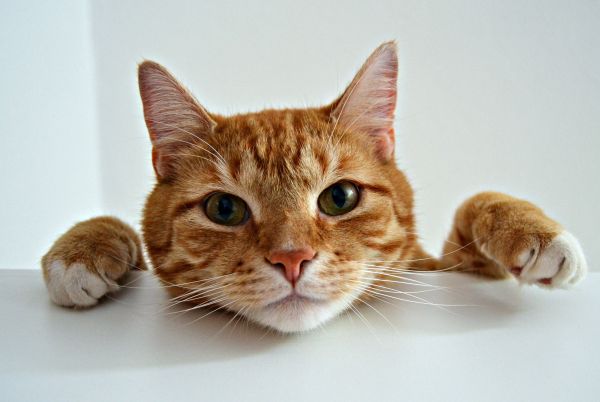 Quali sono i miti più comuni sui gatti?